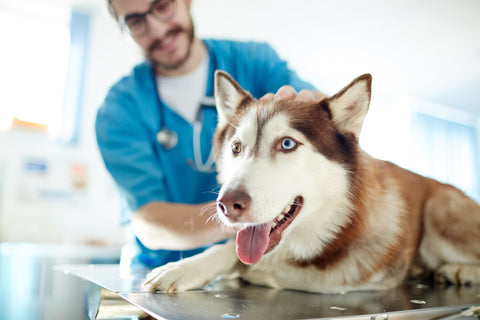 How to Choose a Dog Food: WSAVA's Vet-Backed Checklist