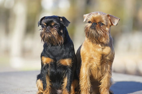 Understanding the Brussels Griffon Dog Breed
