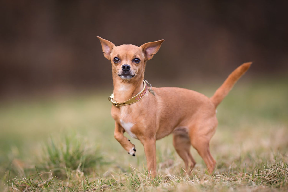 Chihuahua Dog Breed Characteristics Care and History A Pup Above