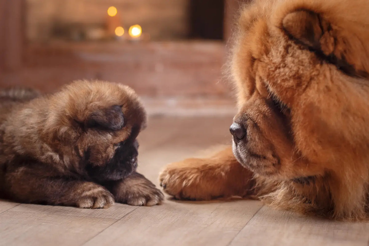 Chow chow top puppy feeding guide