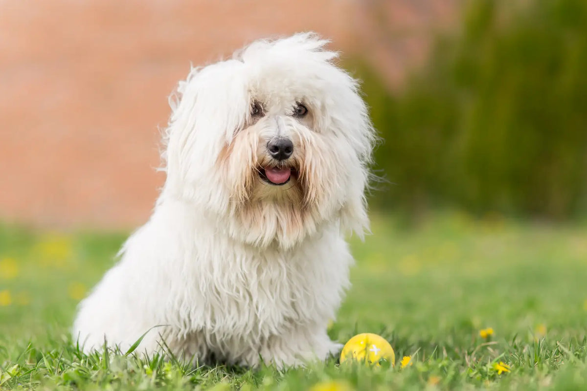 A Day in the Life of a Coton De Tulear – A Pup Above
