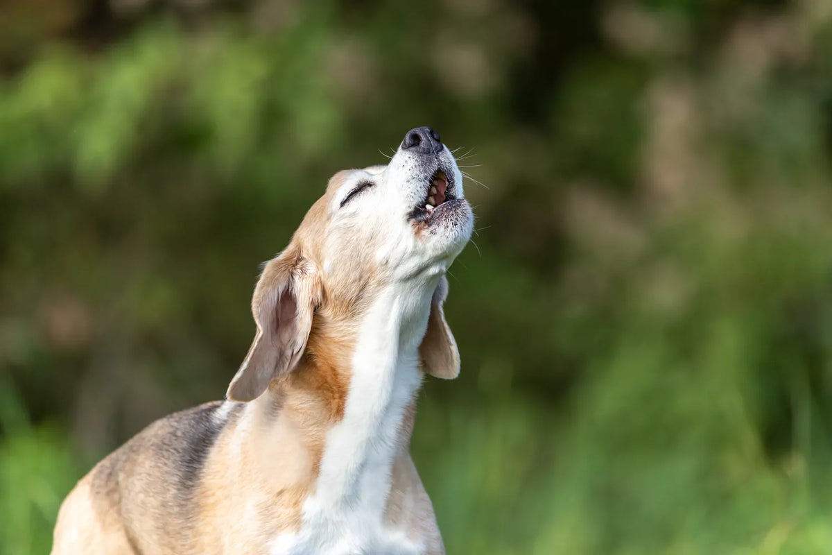 What does dog howling fashion mean