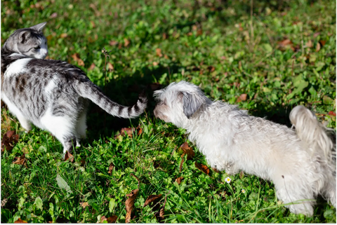 Why Do Dogs Eat Cat Poop?