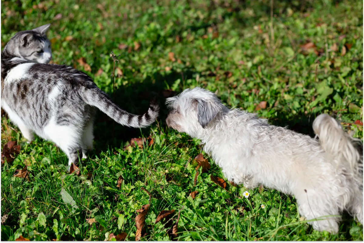 Dog eating cat top poop in garden