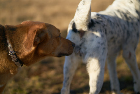 Why Do Dogs Sniff Butts?