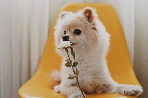 Feeding an older dog: the best foods for senior pets