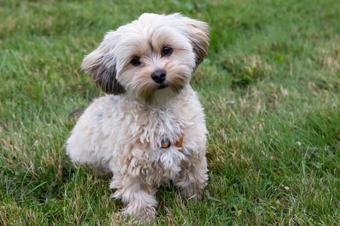 Everything You Need To Know About Morkies