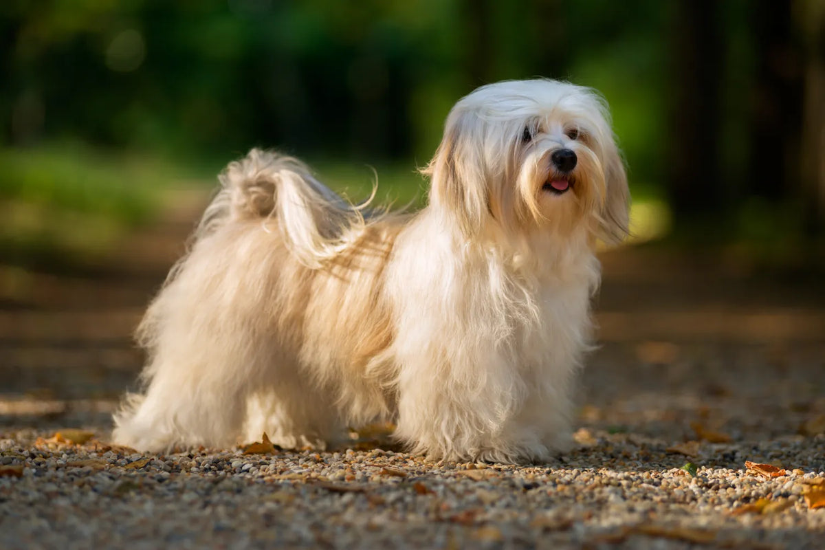 Havanese The Ultimate Quick Guide A Pup Above