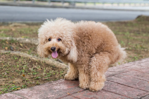 How To Deal With Canine Constipation