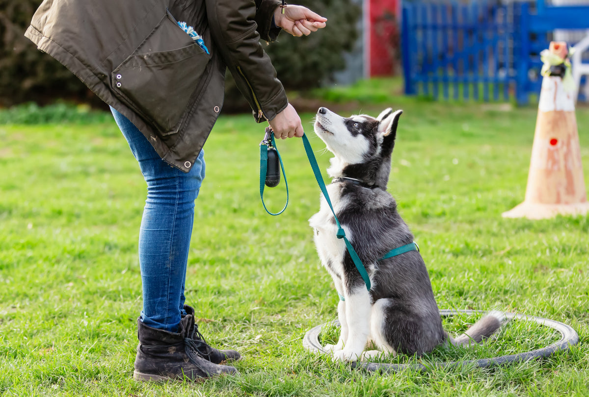 How to Leash Train a Puppy – A Pup Above
