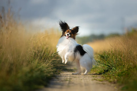 Papillon Dog