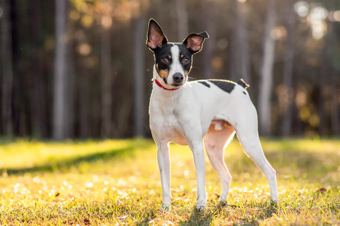Rat Terrier: Insights Into This Energetic Breed