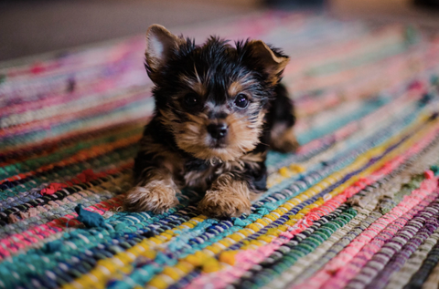Feeding a New Puppy: Schedule, Amounts, and A Pup Above's Puppy Recipe