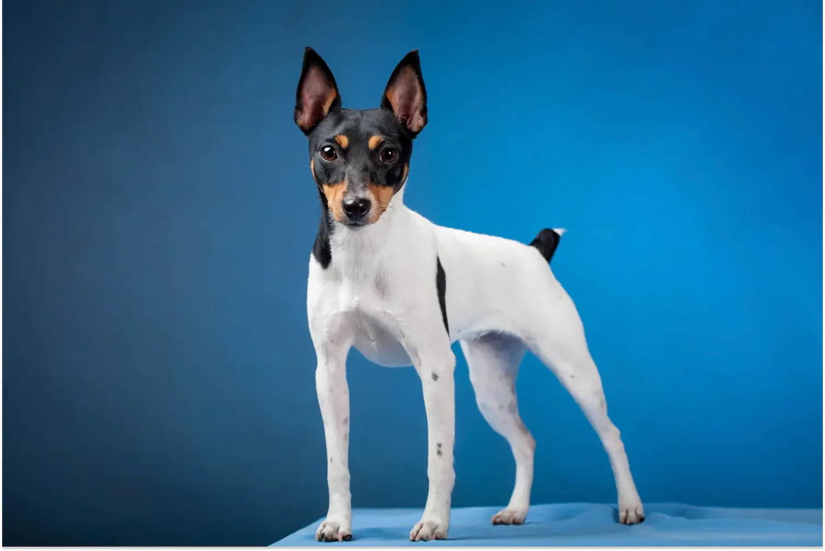 Toy fox terrier deals tail