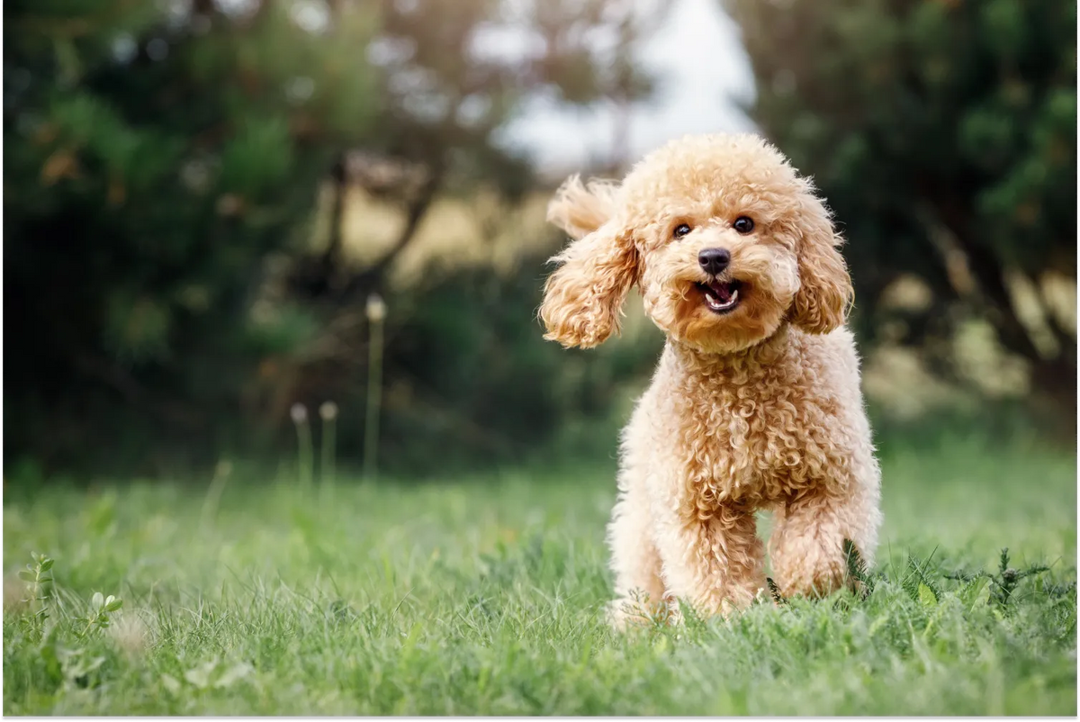 Toy Poodle Easy Care And Information