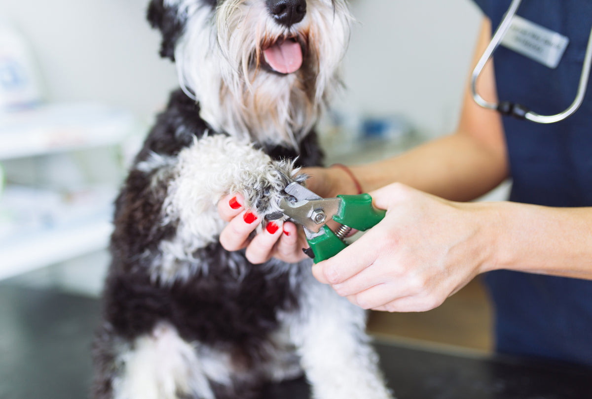 7 Steps on How To Trim Dog Nails A Pup Above