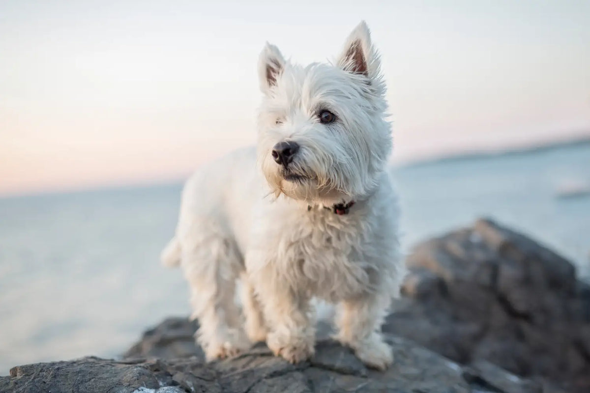Best dry dog food top for west highland white terriers