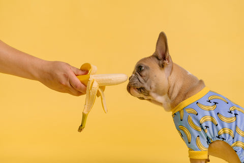 Dog food superfood: It's all about bioavailability