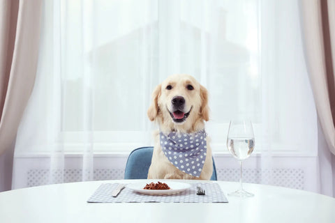 Switching Dog Food Safely: Tips and Tricks