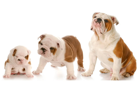 When Do Puppies Stop Growing?