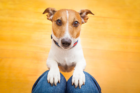 Why Does My Dog Stare at Me?