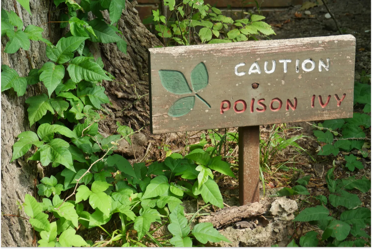 Can Dogs Get Poison Ivy? How To Treat Your Pup A Pup Above