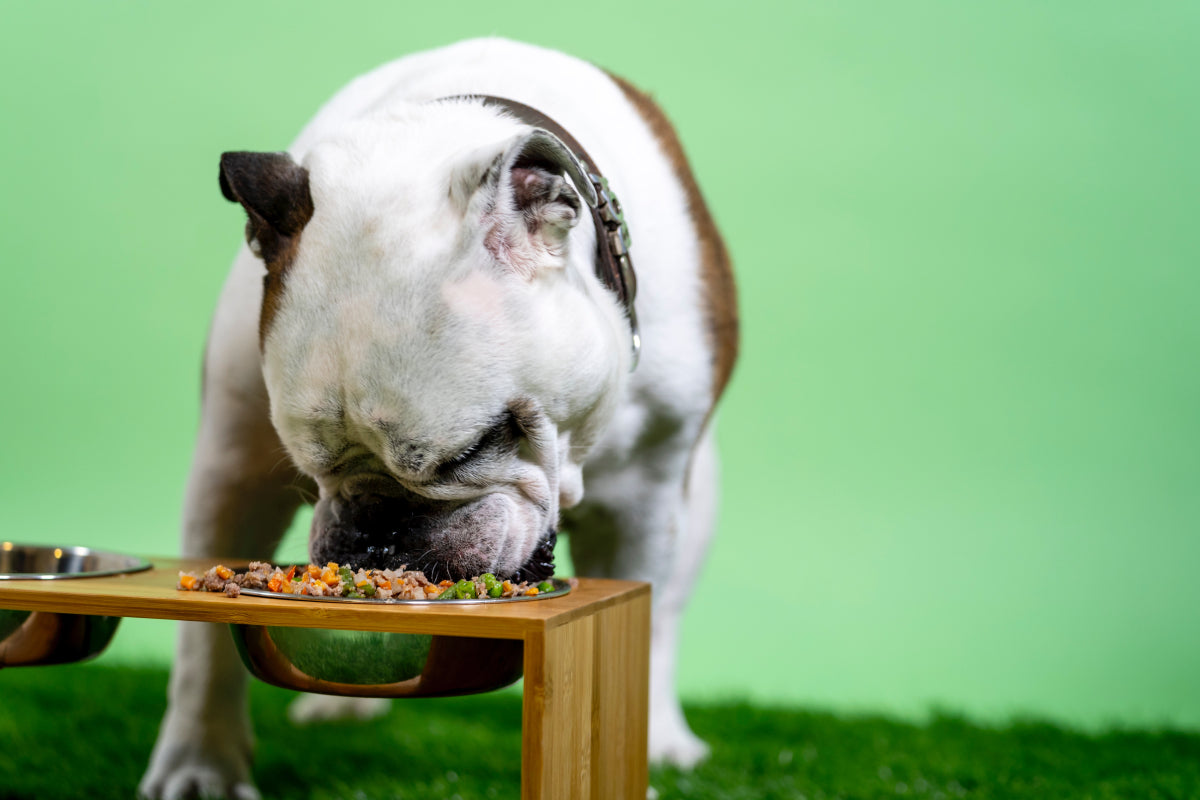 How much food should my dog eat best sale