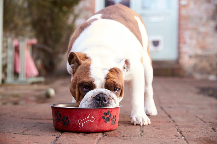 Limited Ingredient Dog Food: What You Need To Know