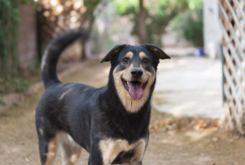 Why Do Dogs Wag Their Tails?