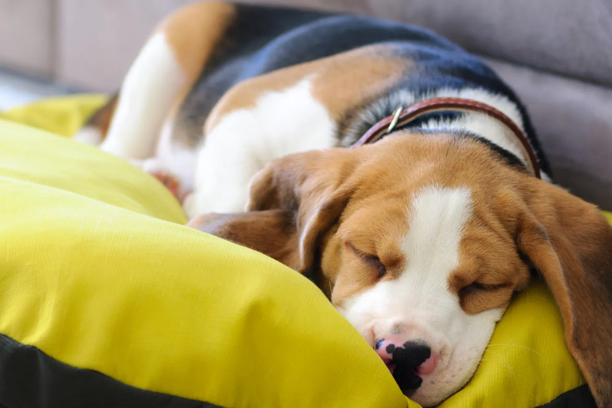 how-long-do-dogs-sleep-at-night