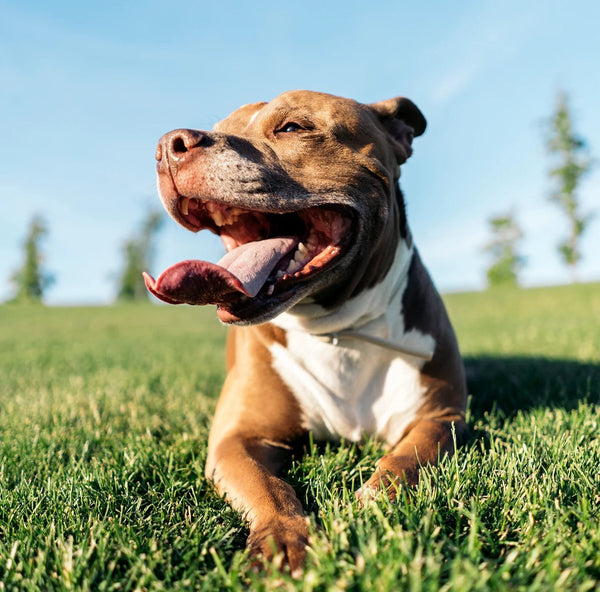 Adult dog panting happily on grass