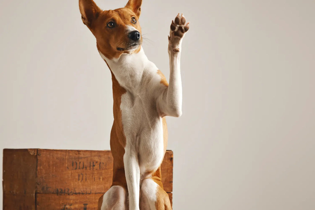 4 Fun & Useful Tricks To Teach Your Dog