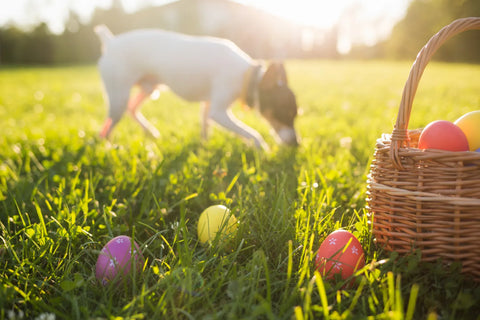 A Healthy, Fun Easter Egg Hunt &amp; Treats for Dogs