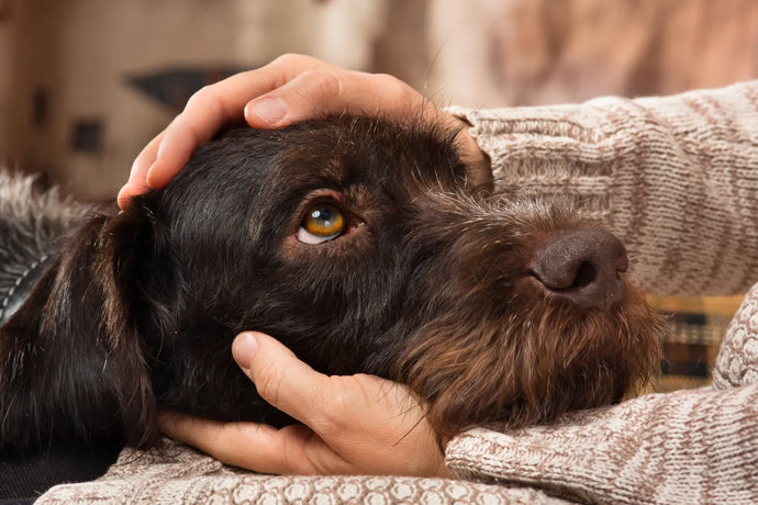 Unconditional Love: Why Dogs Adore Their Human Companions