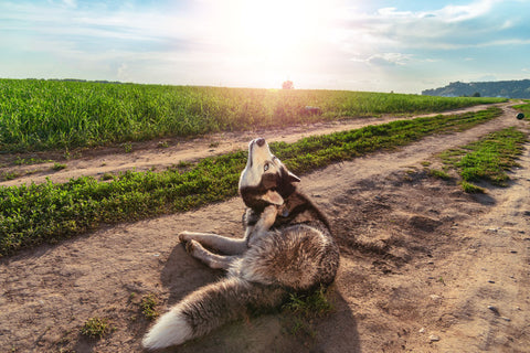 dog with allergies