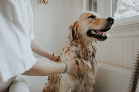 Bath Time For Your Dog: Tips, Tricks, & Hacks
