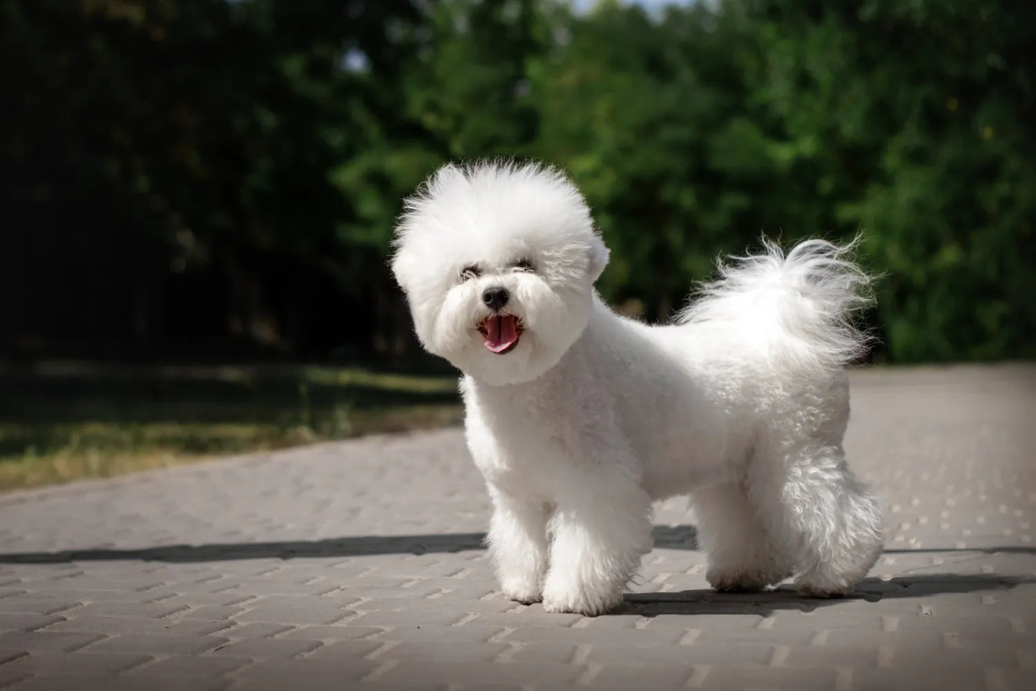 Bichon Frise Personality and Care for Your Pup A Pup Above