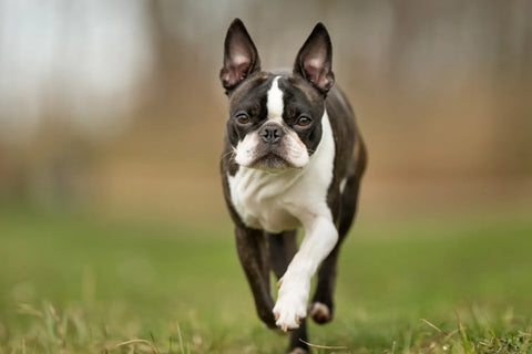 Caring for Your Boston Terrier: A Simple Guide