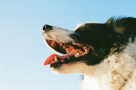 What causes bad breath in dogs?