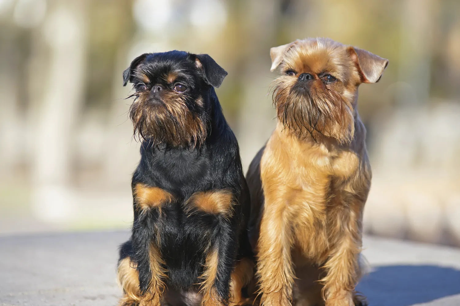 Understanding the Brussels Griffon Dog Breed – A Pup Above