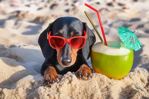 Can Dogs Eat Coconut? (Or Water or Milk?)