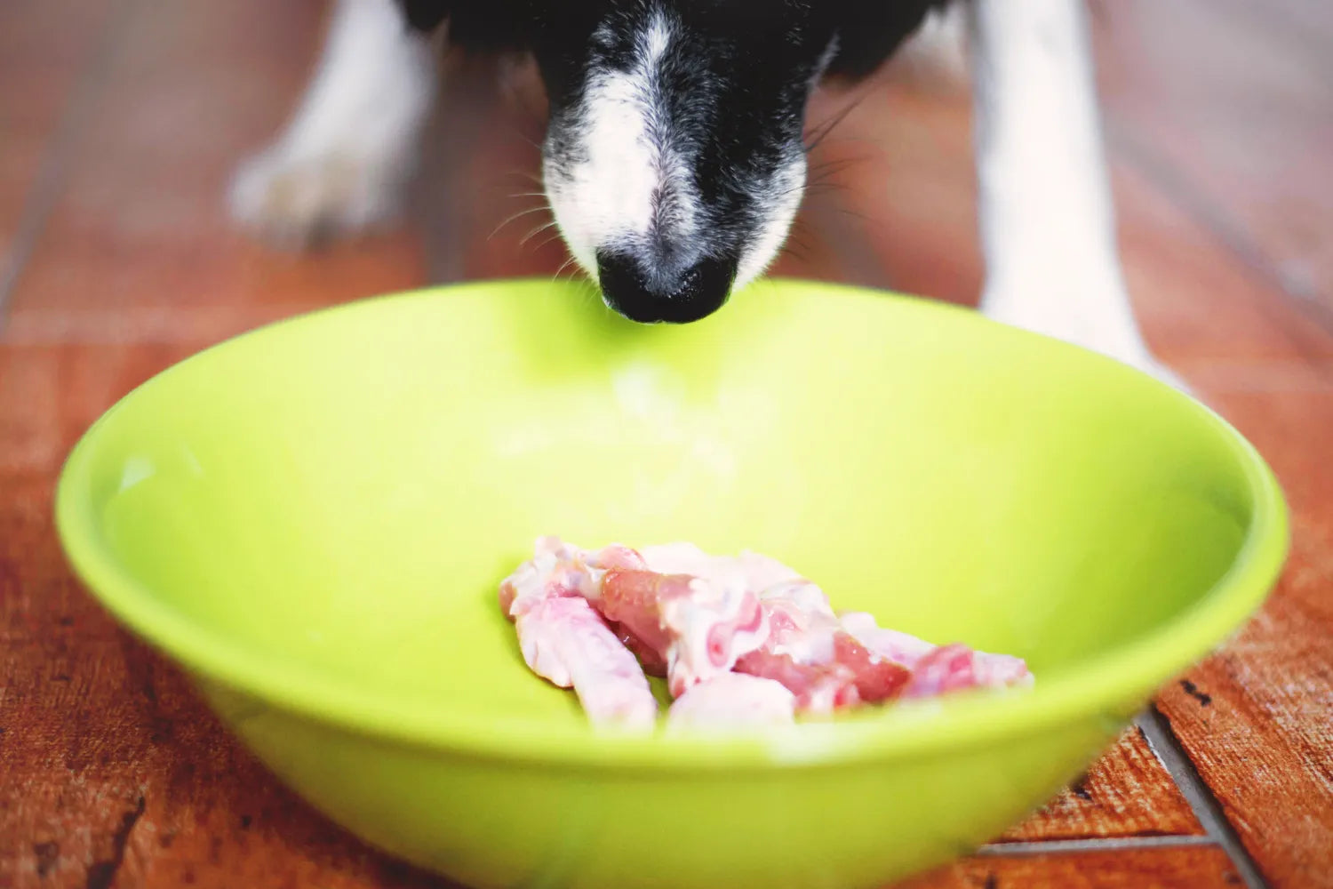 Can Dogs Eat Raw Chicken Unpacking the Myths and Facts A Pup Above