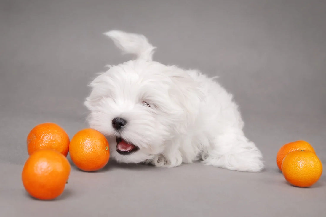 Can Dogs Eat Oranges?