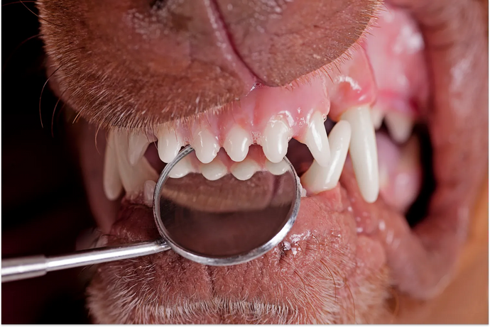 How Many Teeth Do Dogs Have? Plus, Other Pup Dental Information