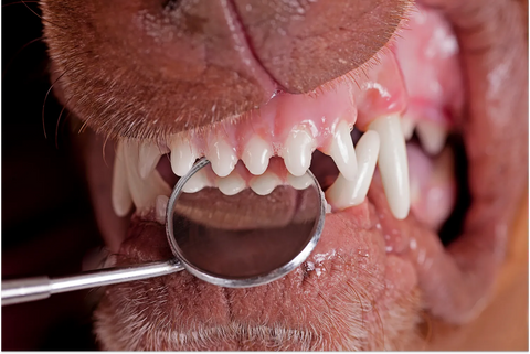 How Many Teeth Do Dogs Have? Plus, Other Pup Dental Information