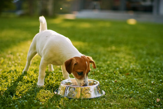 Diabetes in Dogs: What To Know About Their Nutritional Needs