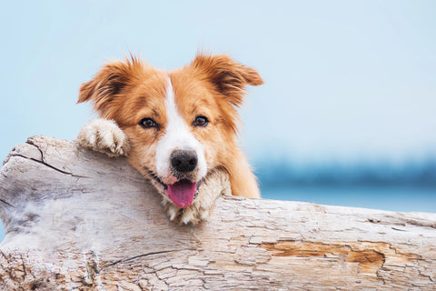 Canine Kidney Failure: Signs, Treatment, and Prevention