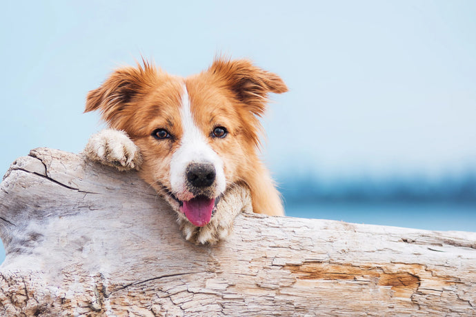 Canine Kidney Failure: Signs, Treatment, and Prevention