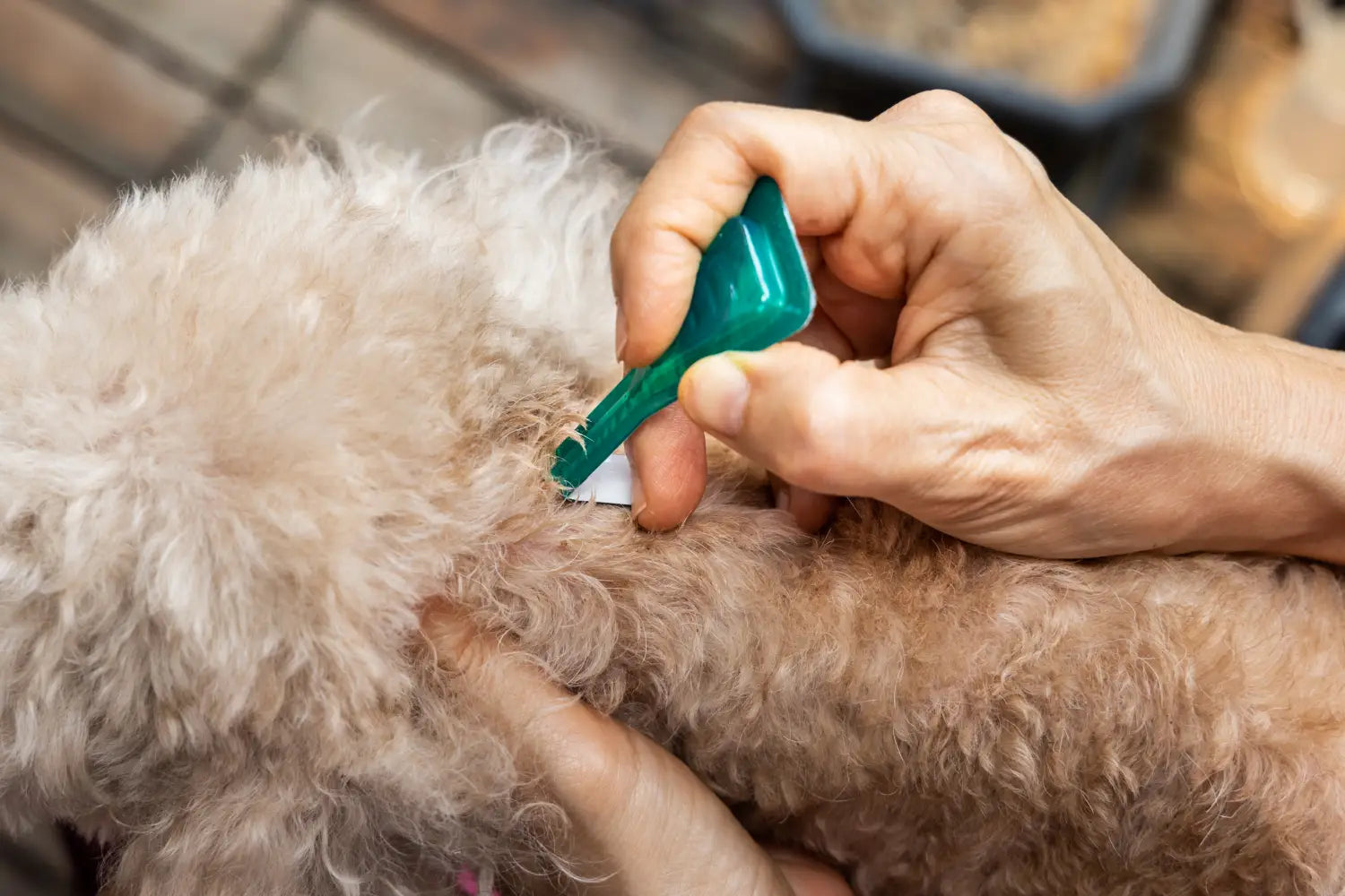 Get rid of lice on dogs online