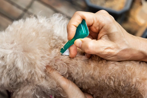 Canine Lice 101: Understanding and Treating Lice in Dogs